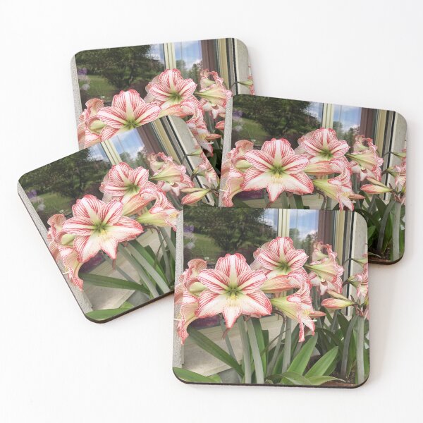 Item preview, Amaryllis White and Red designed and sold by Quoppidou.