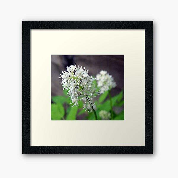 White Baneberry Blossom Framed Art Print