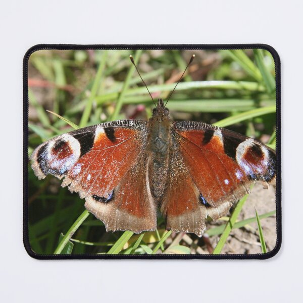 Item preview, Peacock Butterfly designed and sold by LPYLPhotography.