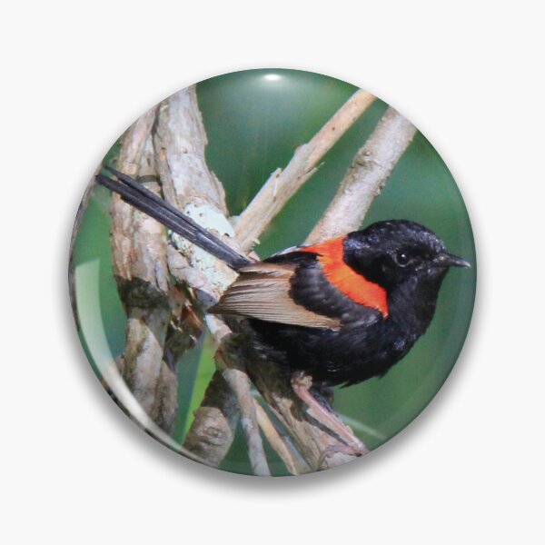 Item preview, Red-backed Fairywren perched on a branch designed and sold by BirdsAlive.