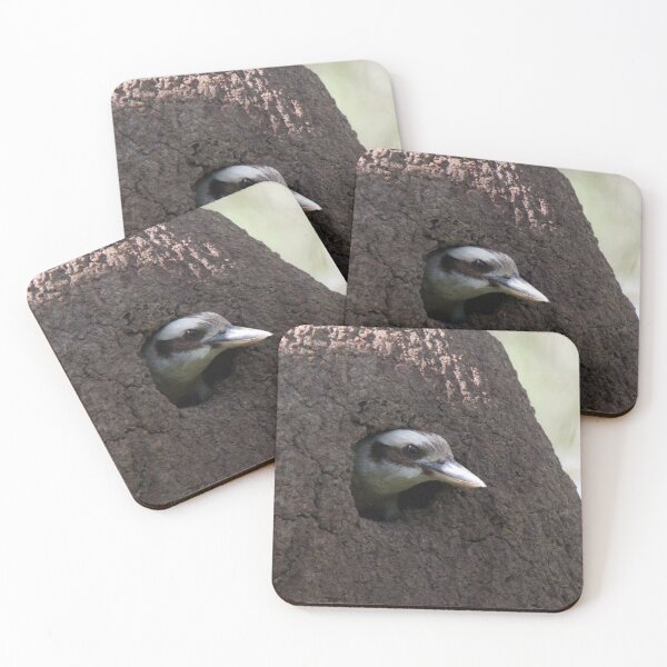 Item preview, Kookaburra emerges from its nest in a Termite Mound designed and sold by BirdsAlive.