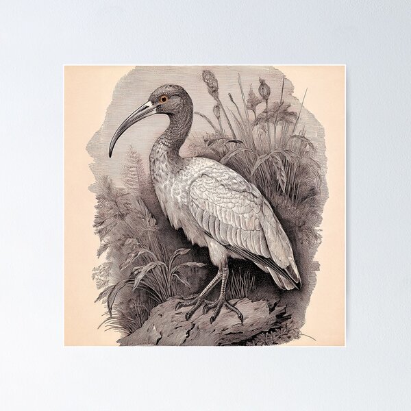 Item preview, White ibis designed and sold by andreisky.