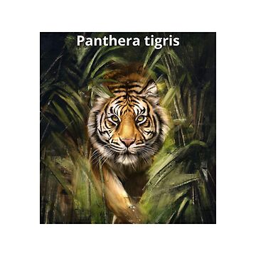 Aperçu de l'œuvre L'esprit de la panthère tigris de charlolo
