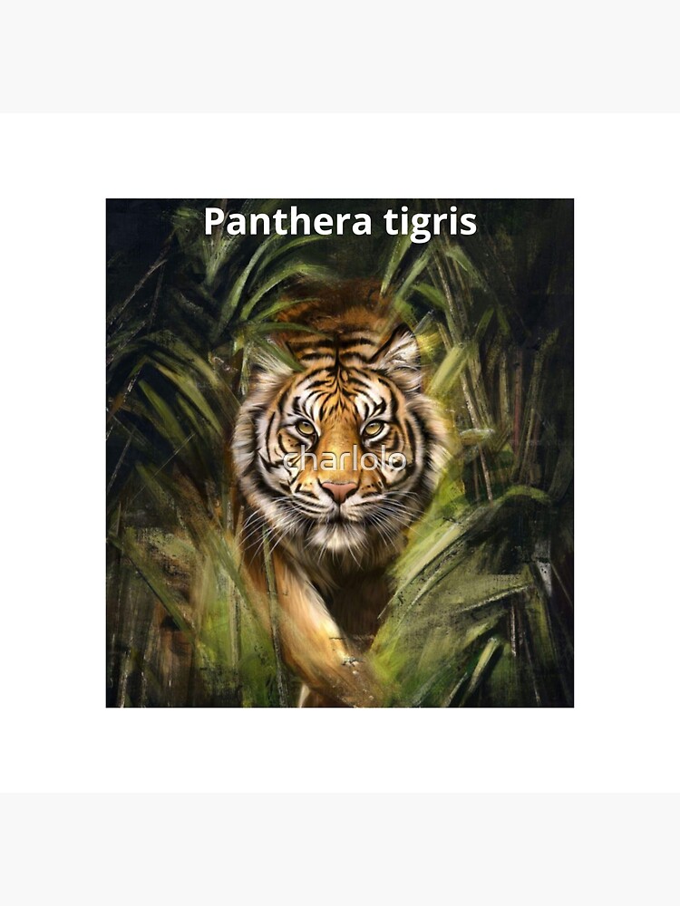 Aperçu 3 sur 3. Sticker avec l'œuvre L'esprit de la panthère tigris créée et vendue par charlolo.
