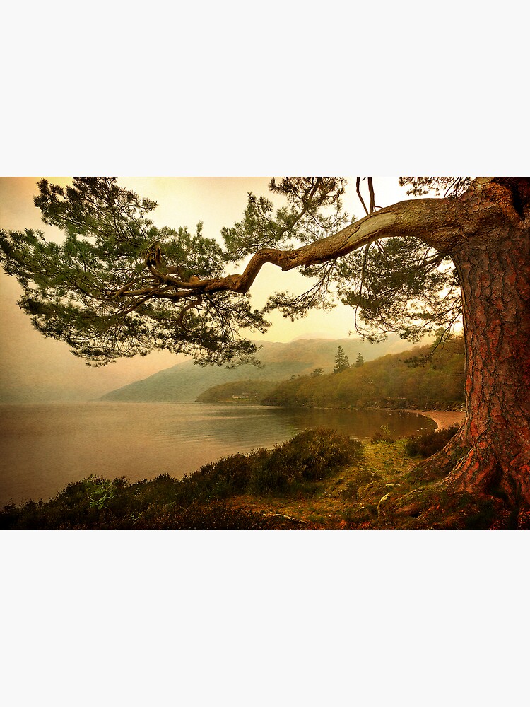 The Branch (Textured) by Shuggie
