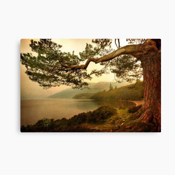 The Branch (Textured) Canvas Print