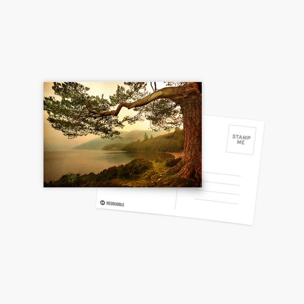 The Branch (Textured) Postcard