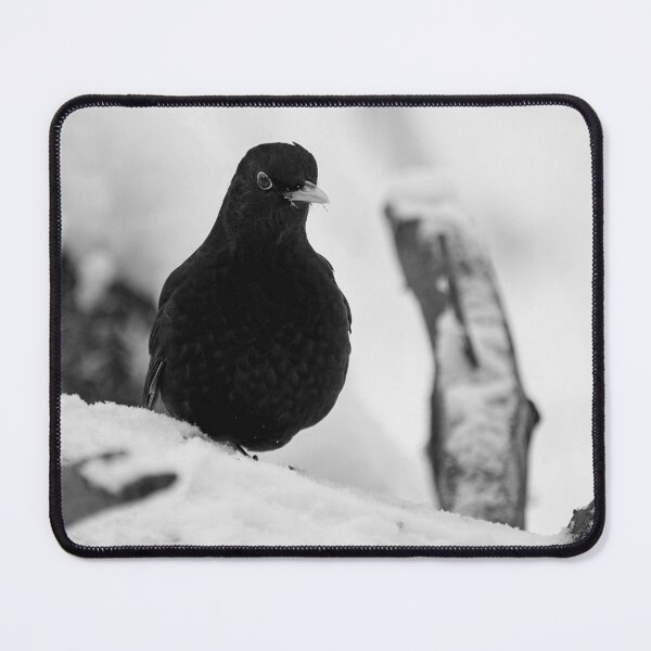 Item preview, Eurasian blackbird and snowy forest bw designed and sold by Jouko Lehto Photography.