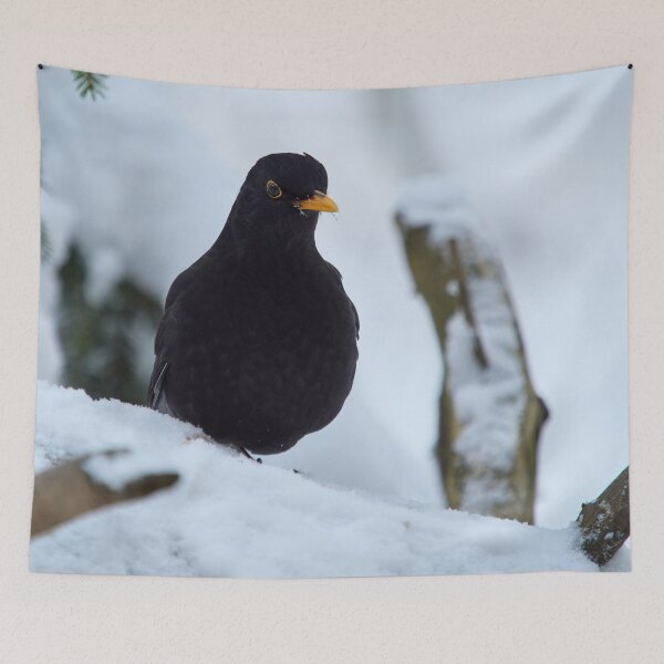 Item preview, Eurasian blackbird and snowy forest designed and sold by Jouko Lehto Photography.