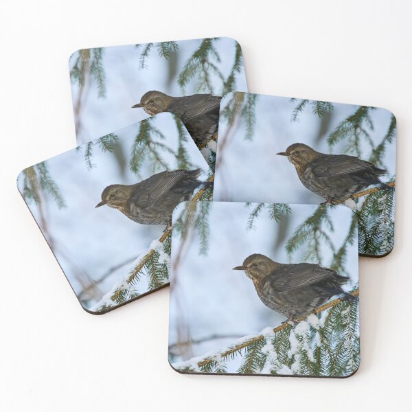 Item preview, Eurasian blackbird spruce and snow designed and sold by Jouko Lehto Photography.