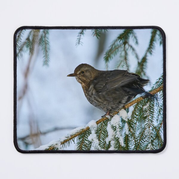 Item preview, Eurasian blackbird spruce and snow designed and sold by Jouko Lehto Photography.