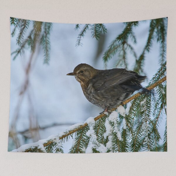 Item preview, Eurasian blackbird spruce and snow designed and sold by Jouko Lehto Photography.