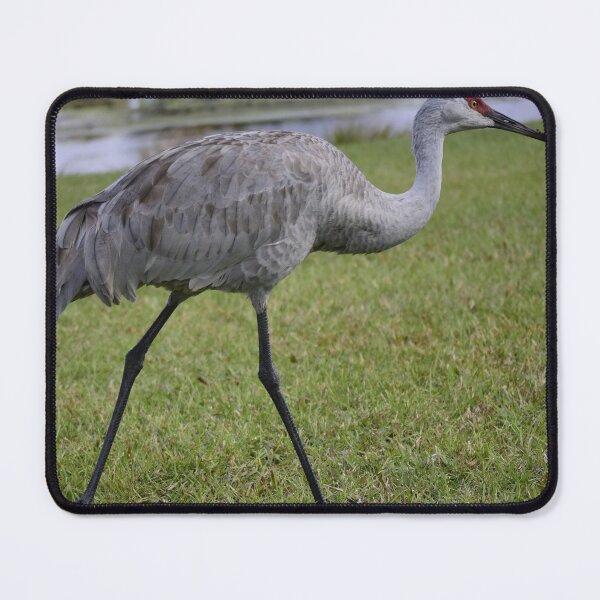 Item preview, Unedited Sandhill Crane At Orlando Wetlands Park designed and sold by MercerImages.