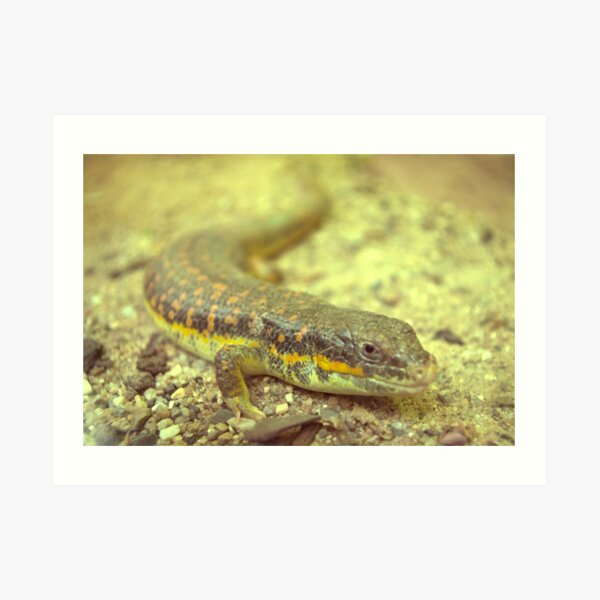 Little dragon 7 Art Print