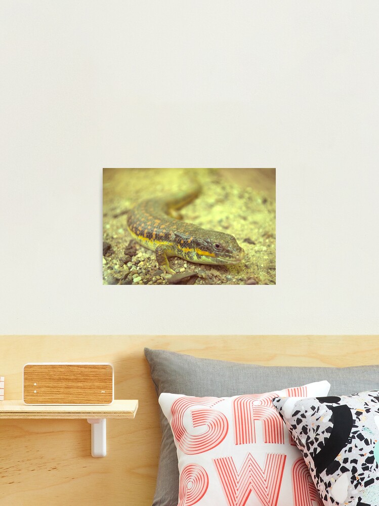 Thumbnail 2 of 3, Photographic Print, Little dragon 7 designed and sold by steppeland.