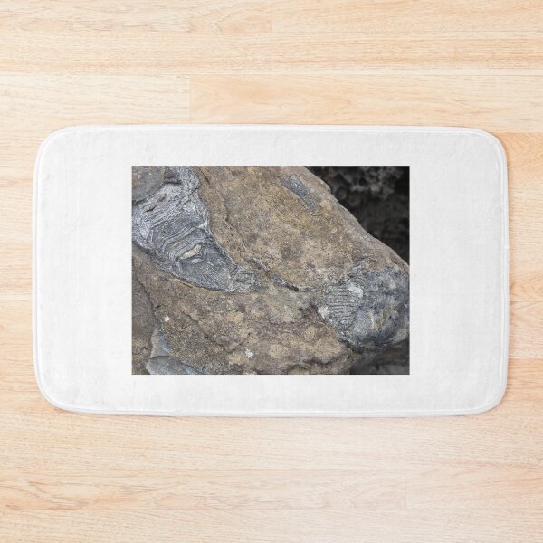 Item preview, fossils designed and sold by KleineChaotin.
