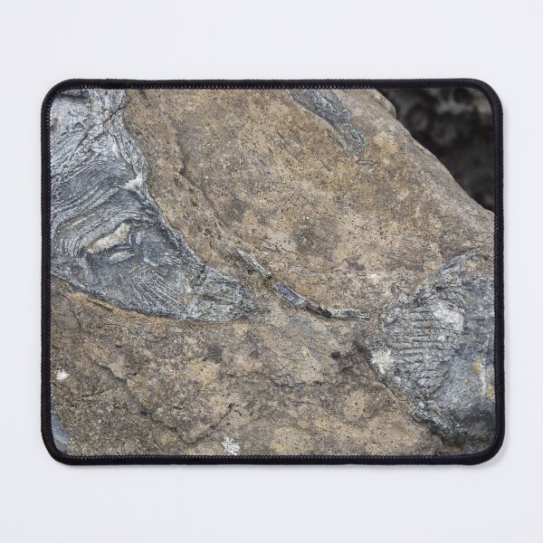 Item preview, fossils designed and sold by KleineChaotin.