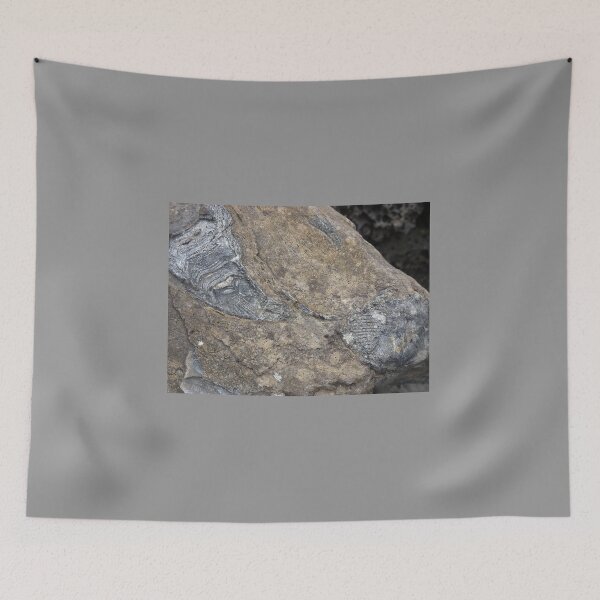 Item preview, fossils designed and sold by KleineChaotin.