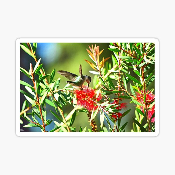Item preview, Hummingbird Feeding Time designed and sold by LisaWootenPhoto.