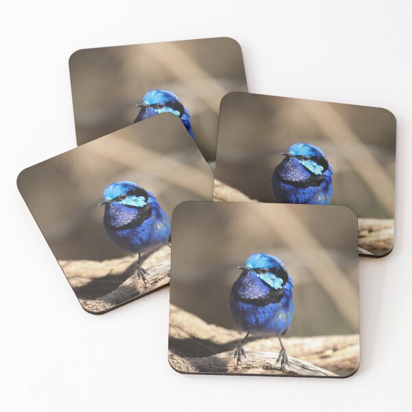Item preview, Splendid Fairy Wren designed and sold by Coen-87.