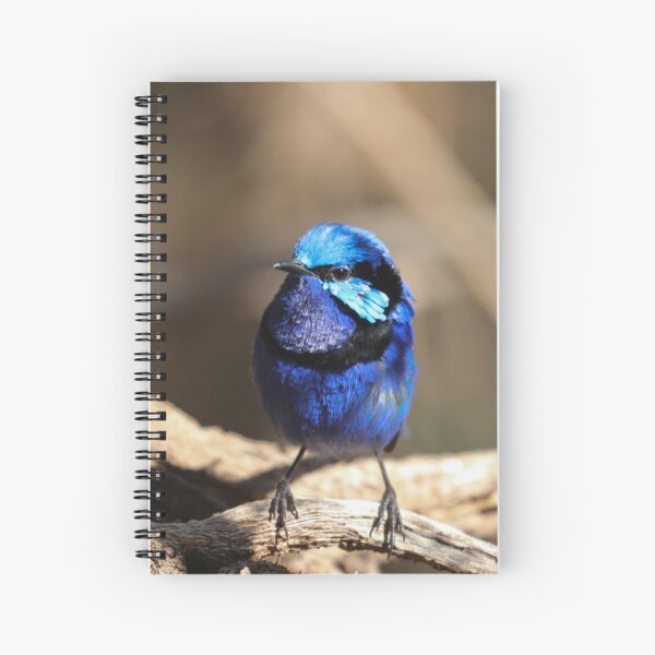 Item preview, Splendid Fairy Wren designed and sold by Coen-87.