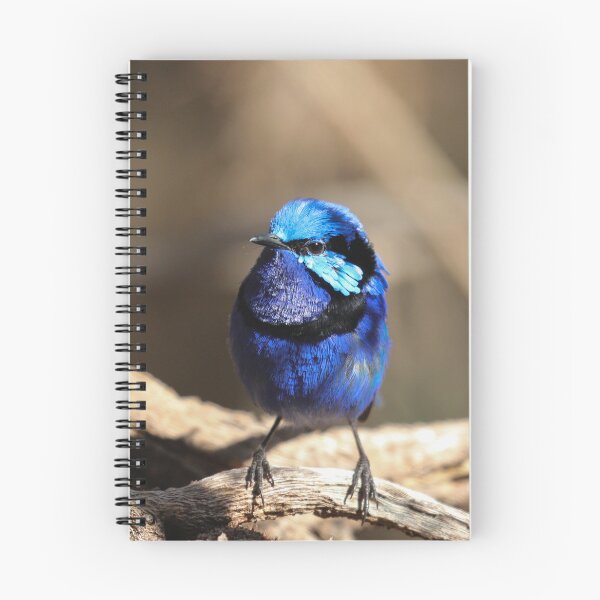 Item preview, Splendid Fairy Wren designed and sold by Coen-87.