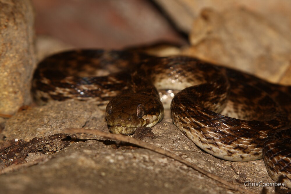 "Malagasy Cat-eyed Snake ~ Madagascar" by ChrisCoombes | Redbubble