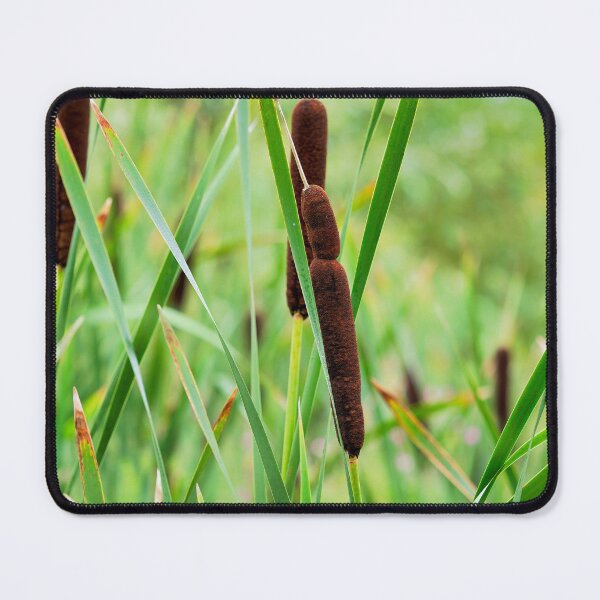 Item preview, Bulrushes Great Reedmace in Autumn designed and sold by Dorset Girl.