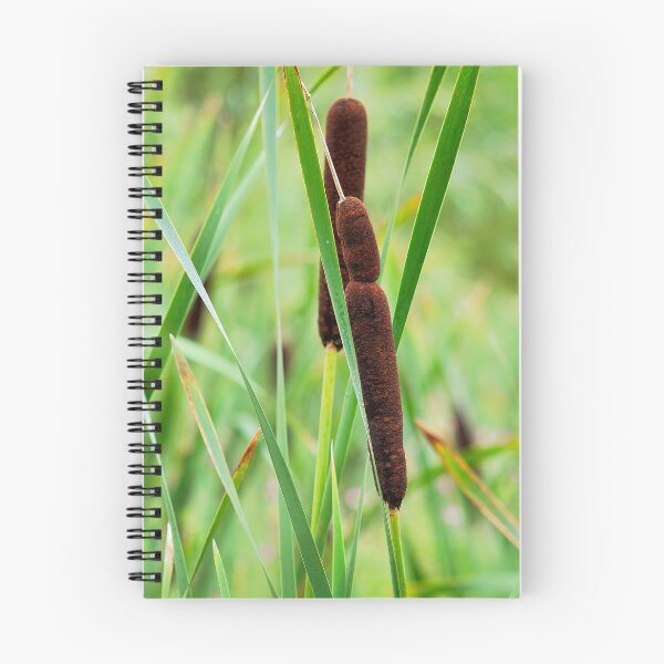 Item preview, Bulrushes Great Reedmace in Autumn designed and sold by Dorset Girl.