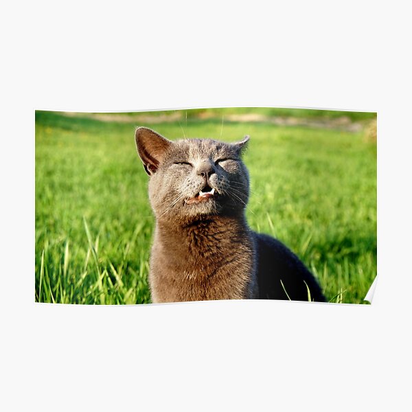 The Cats Meow Posters Redbubble - roblox farm world cats