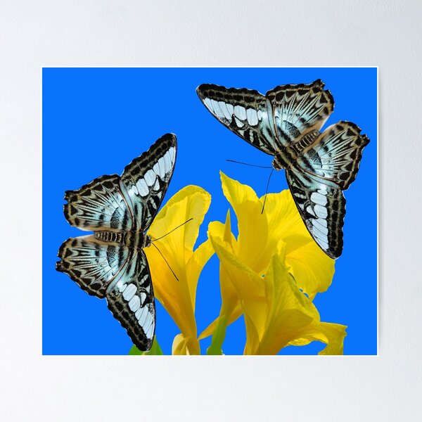Item preview, Malaysian blue clipper butterflies Latin name parthenos sylvia violacea on Canna King Midas lilies designed and sold by Peter Etchells.