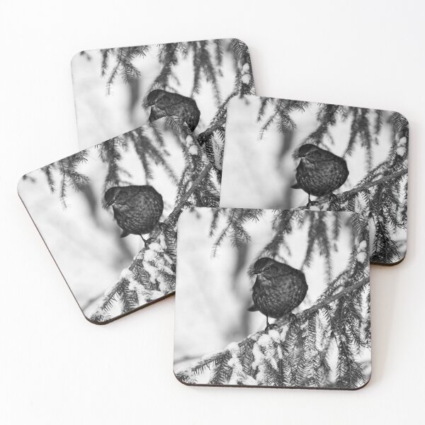 Item preview, Who is there. Eurasian blackbird bw designed and sold by Jouko Lehto Photography.