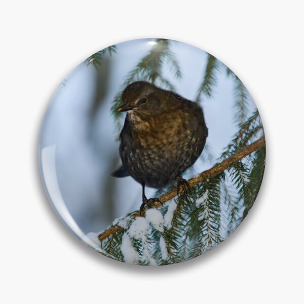 Item preview, Who is there. Eurasian blackbird designed and sold by Jouko Lehto Photography.