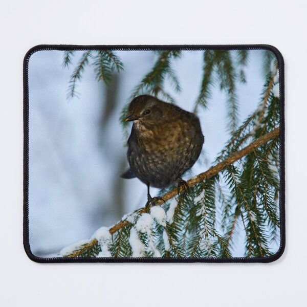 Item preview, Who is there. Eurasian blackbird designed and sold by Jouko Lehto Photography.