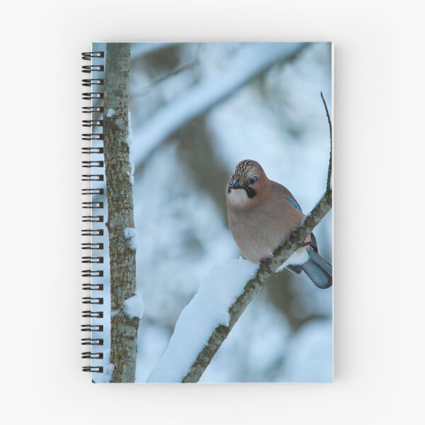 Item preview, Winter jay. Eurasian jay designed and sold by Jouko Lehto Photography.