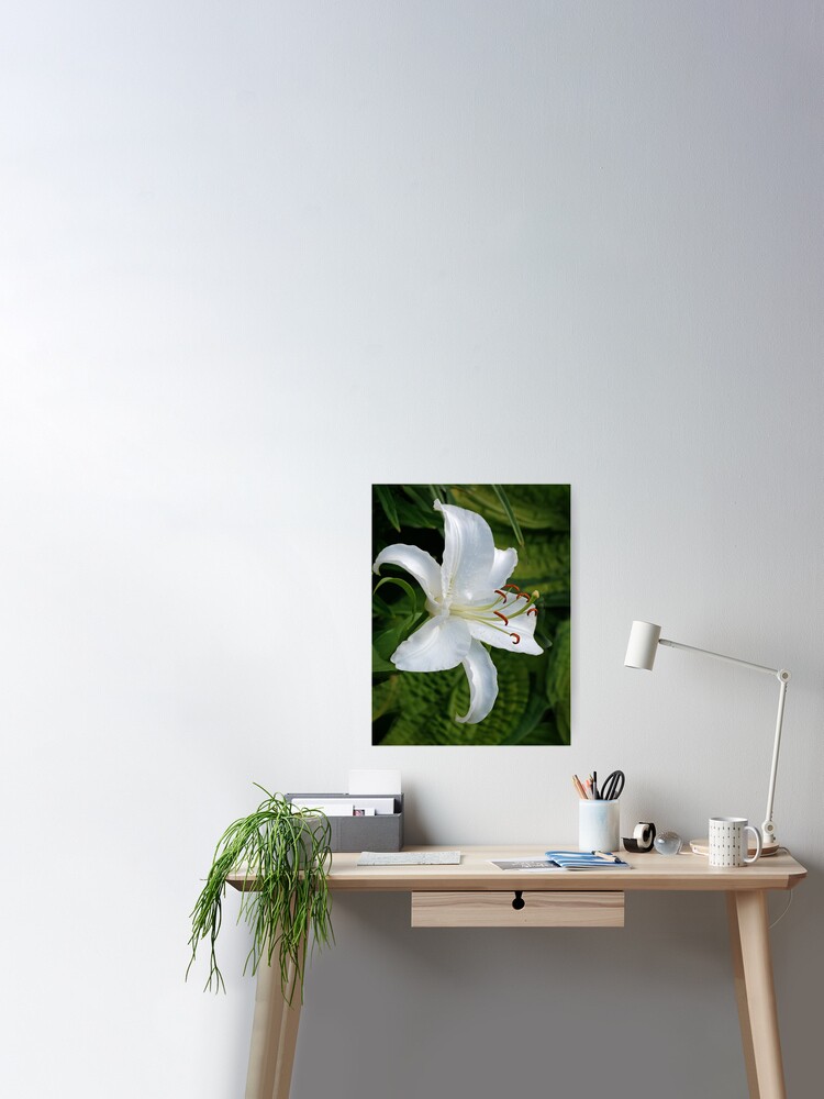Casa Blanca Lily Poster By Jost9221 Redbubble