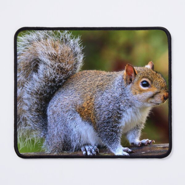 Item preview, Squirrel designed and sold by Parks and X.