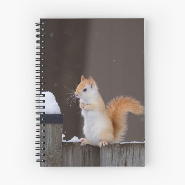 Item preview, White Squirrel in Winter Snow designed and sold by James Cumming.