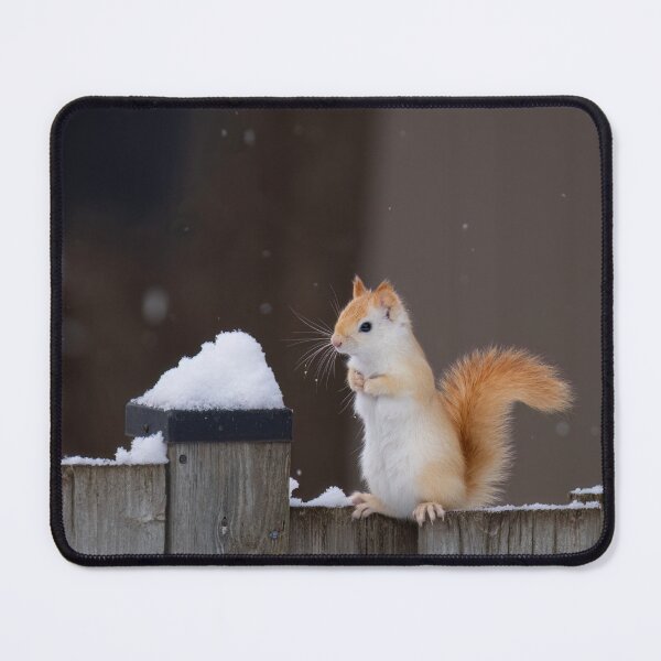 Item preview, White Squirrel in Winter Snow designed and sold by James Cumming.
