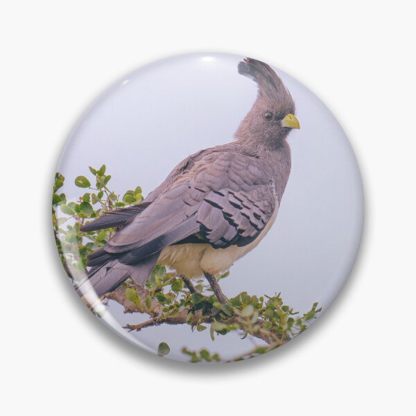 Artikelvorschau, Go-Away Vogel Tansania Afrika entworfen und verkauft von PhotoArt by Joan Carroll.