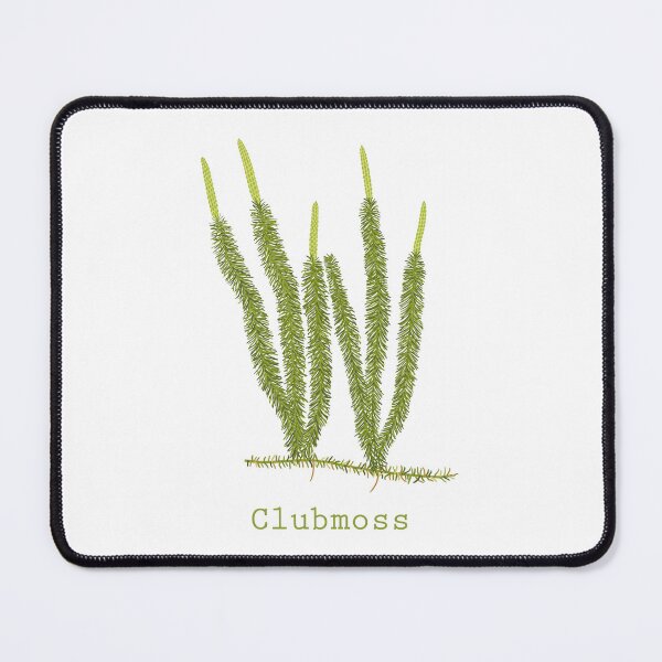 Item preview,  Hand drawn vector illustration of clubmoss plant or Lycopodium clavatum designed and sold by Familyshmot.
