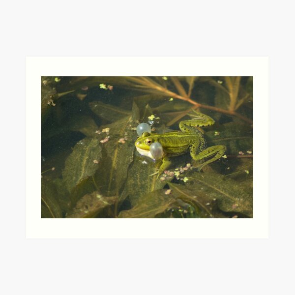 I sing my song... Art Print