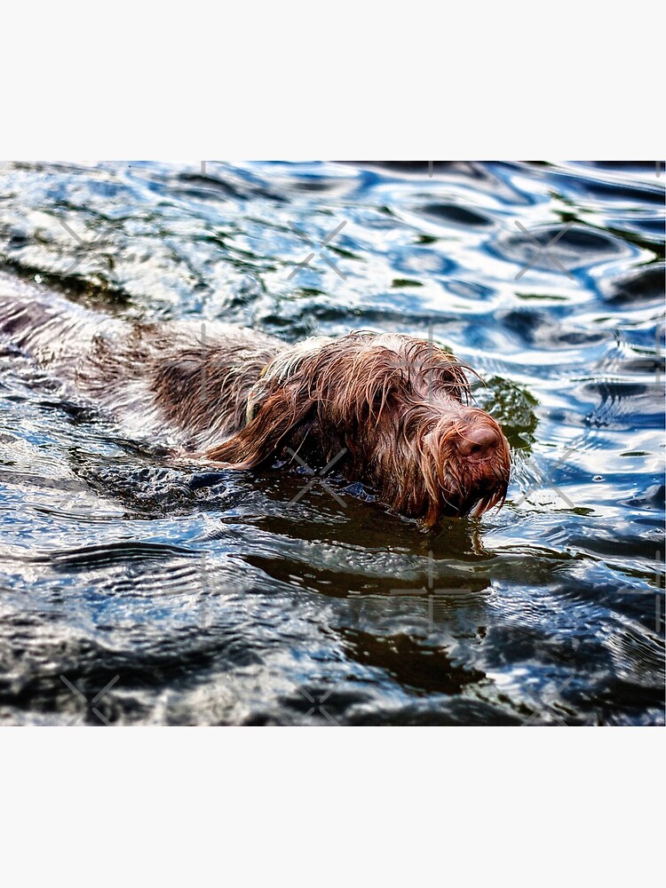 Brown Roan Italian Spinone Dog Swimming by heidiannemorris