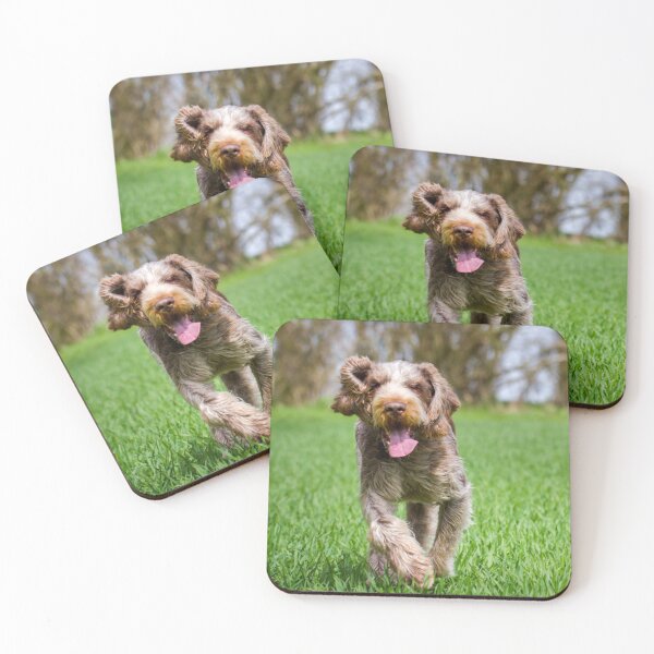 Item preview, Running through a field of grass Spinone designed and sold by FOLK ART FUSION.