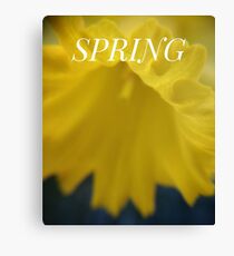 Spring Daffodils Canvas Print