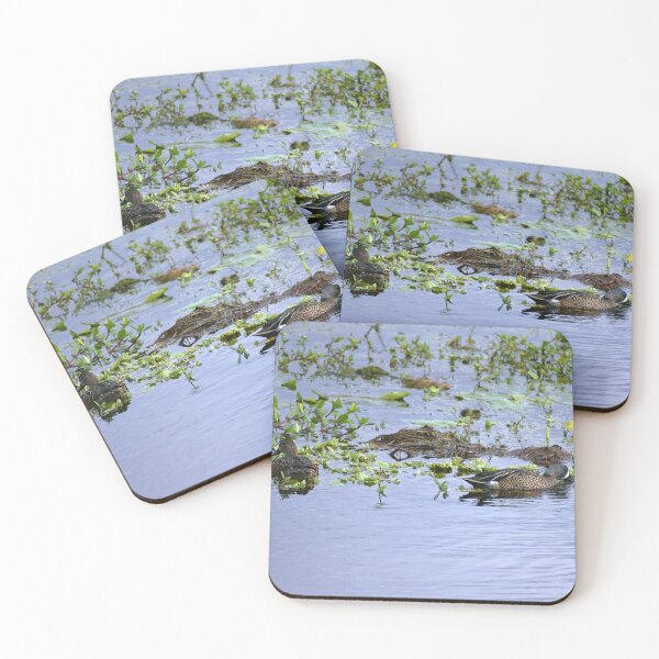 Item preview, Blue-Wing Teal At Orlando Wetlands Park designed and sold by MercerImages.