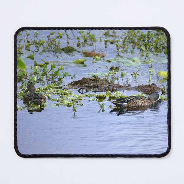 Item preview, Blue-Wing Teal At Orlando Wetlands Park designed and sold by MercerImages.