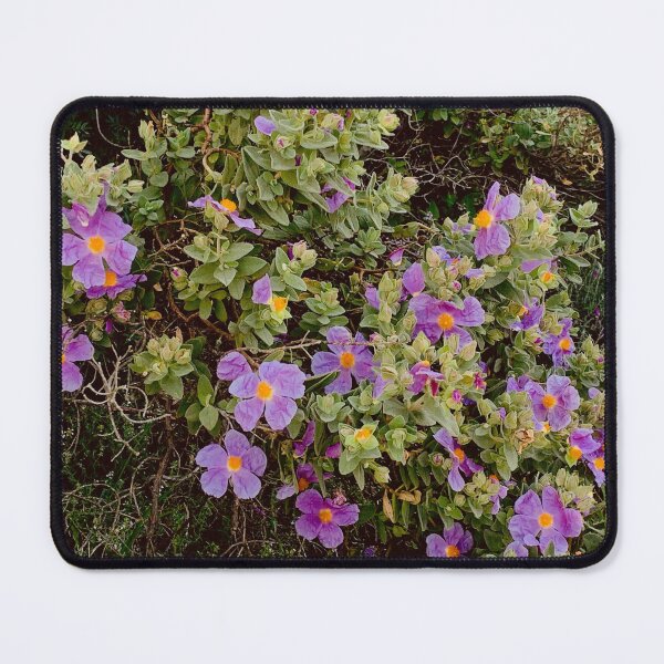 Item preview, CISTUS ALBIDUS, grey leaved cistus flowers designed and sold by Quoppidou.