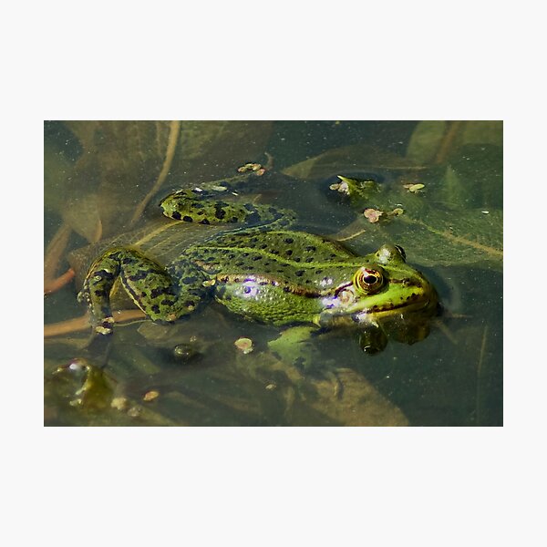 Four Eyed frog Photographic Print