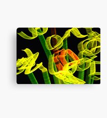 Vivid Sydney. Canvas Print